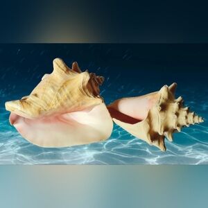 Natural Queen Conch Shell Pair Nautical Decor